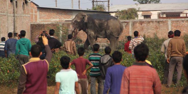 India Rampaging Elephant