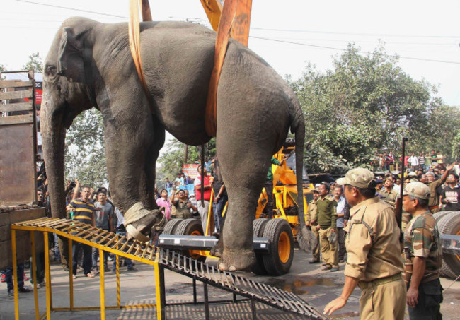 India Rampaging Elephant