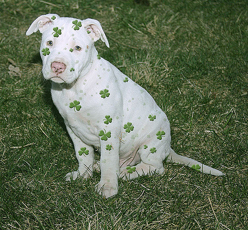 St. Patrick's Day puppy dog, Luna