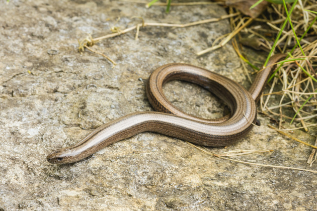 Slow Worm_MikeBrown