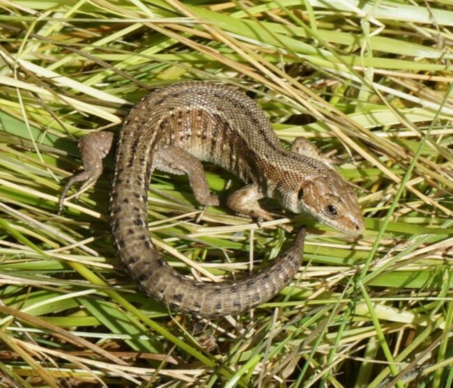 Adult Lizard Curled