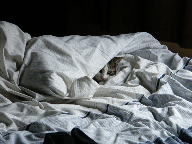 cat-sleeping-under-blankets