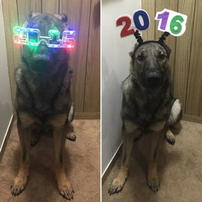 Happy New Years from the Maximus household to yours! Let the party begin!!! #NYE #party #partyanimal #gsd #gsdlove #gsdofinstagram #germanshepherd #germansheperddaily #germanshepherdsofinstagram #dog #dogoftheday #dogsofinstagram #police #policek9 #policedog #k9 #k9unit #k9trooper #rescue #rescuedog #adopted #adopteddog #adoptdontshop #max #maximus #vt #awesome #funny #2016 #bye2015