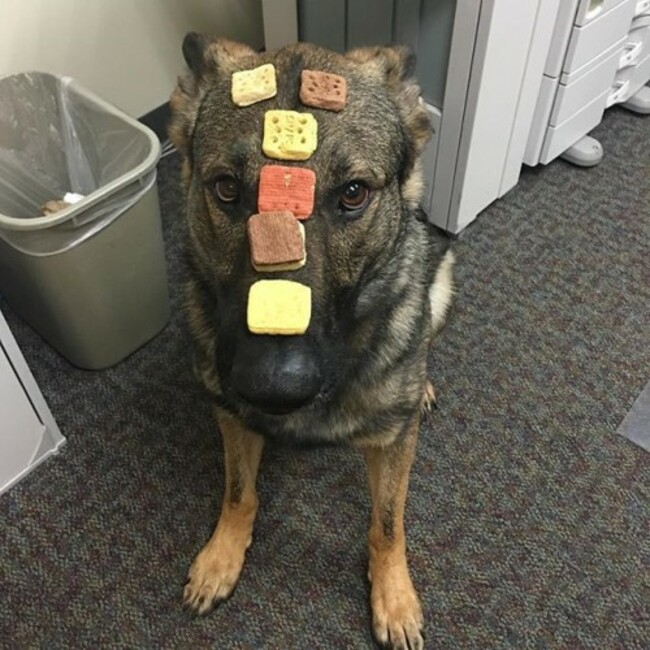 That's 7 treats!!!! Not bad Max!! #gsdstagram #gsd #rescuedog #rescue #adoptdontshop #adopteddog #adopted #police #policek9 #policedog #germanshepherd #germansheperddaily #germanshepherdsofinstagram #dog #dogsofinstagram #dogoftheday #k9 #k9unit #k9trooper #max #maximus #vt #vermont