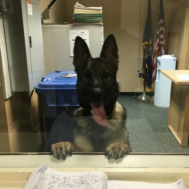 Please sign in before entering the facility!!! #working #workingdog #max #maximus #gsd #germanshepherd #germanshepherdsofinstagram #dog #dogoftheday #dogsofinstagram #k9 #k9unit #police #policek9 #policedog #adopted #adopteddog #adoptdontshop #rescue #rescuedog #vt