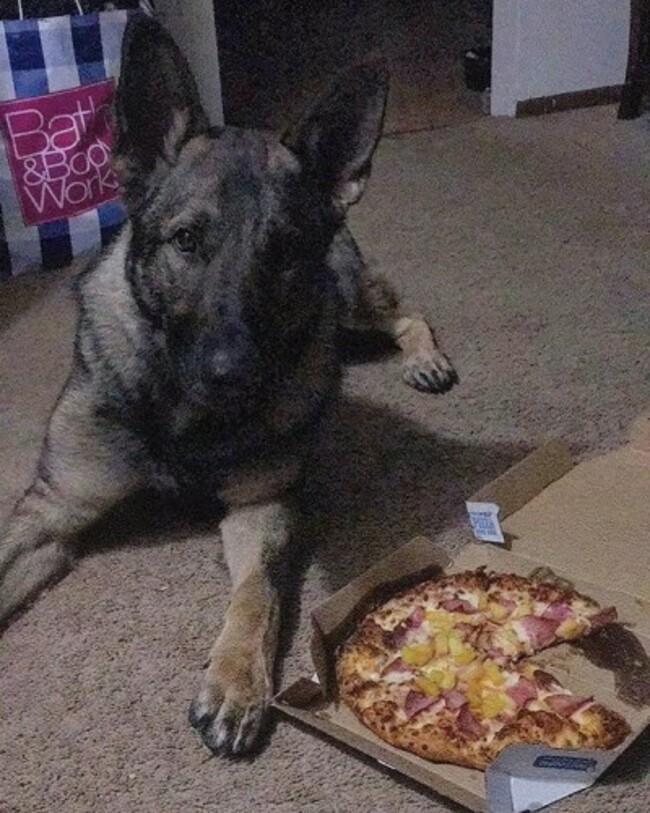 OMG CAN I PLEASE HAVE THE WHOLE THING?!?! @dominos #germanshepherdsofinstagram #dogsofinstagram #offdutyk9 #adoptdontshop #dominos #hungry #wantsit #obedient #myboy #hehadaslice