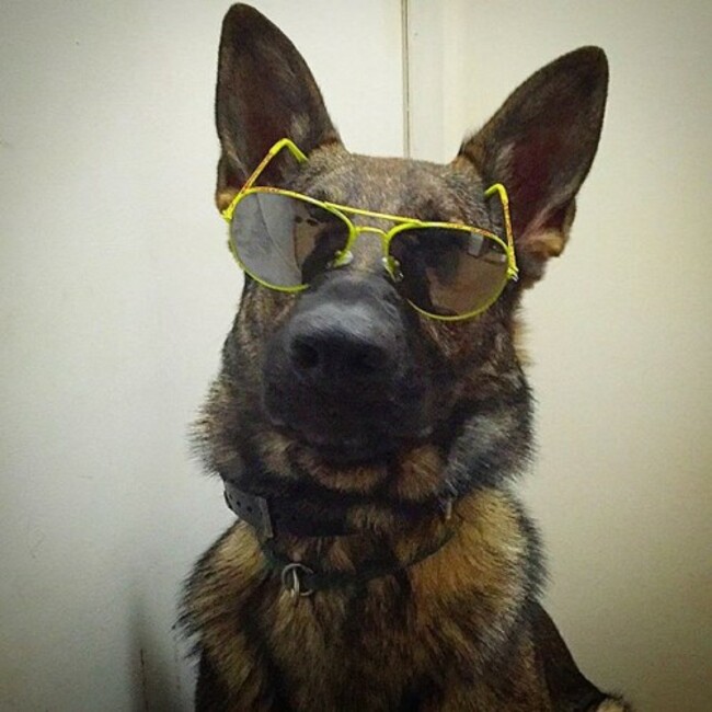 If you look up the word cool, this picture pops up. #cool #awesome #funny #maximus #vt #Vermont #policek9 #offdutyk9 #k9 #k9unit #dog #dogoftheday #dogsofinstagram #rescue #rescuedog #adopt #adopteddog #adoptdontshop #myboy #handsome #gsd #germanshepherd #germanshepherdsofinstagram