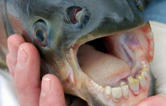 pacu teeth