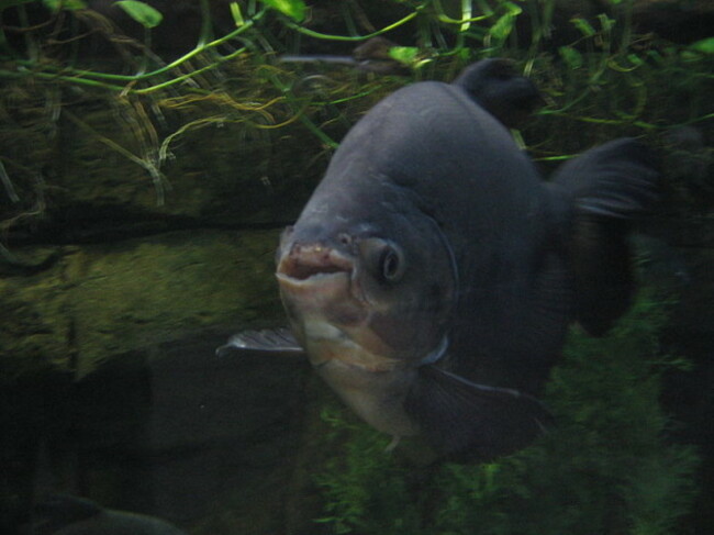 pacu fish