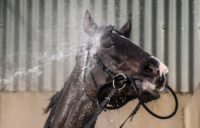 Don Cossack