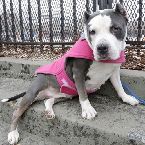 **EDIT: IN RESCUE!!** NEW YORK CITY: