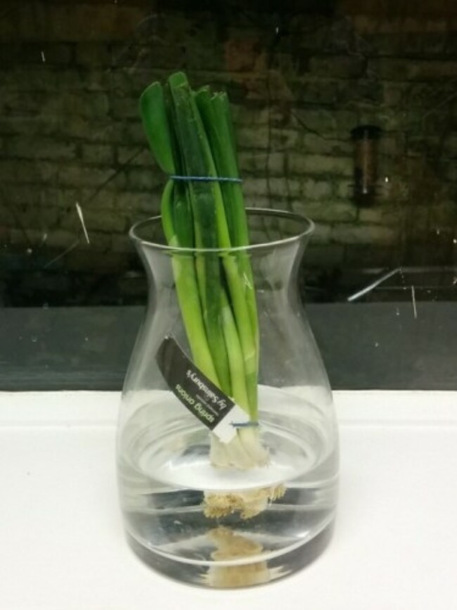 springonion3