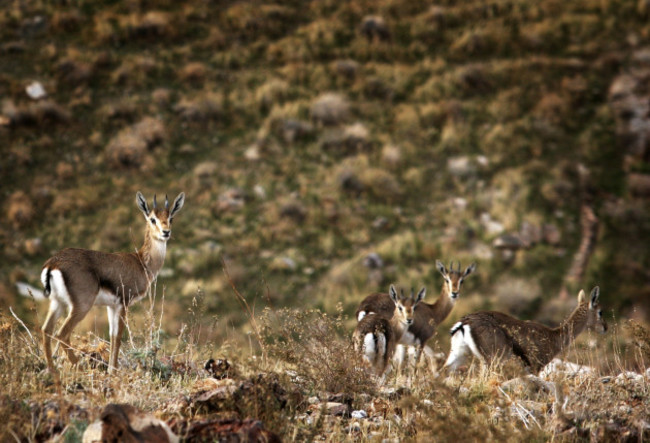 Israel Sliced Habitat