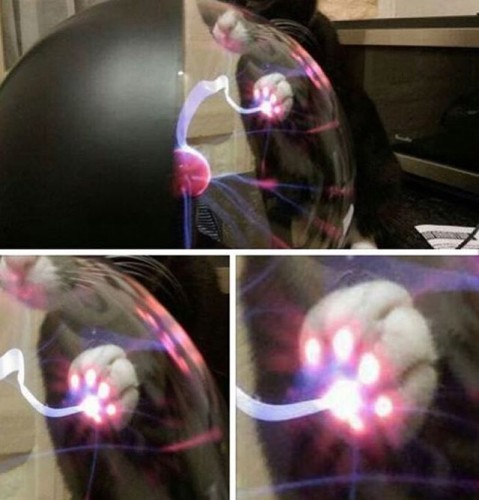 Cat touching plasma ball. #toocoolforschool