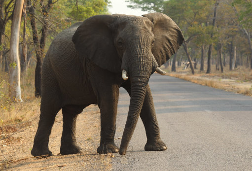 Zimbabwe Poisoned Elephants