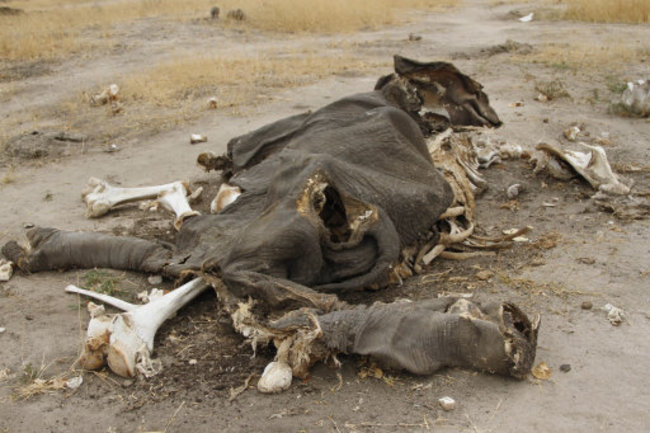 Zimbabwe Poisoned Elephants