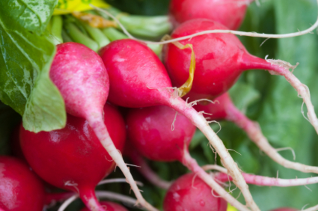 radish