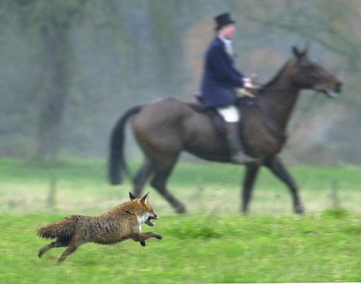 Fox Hunting