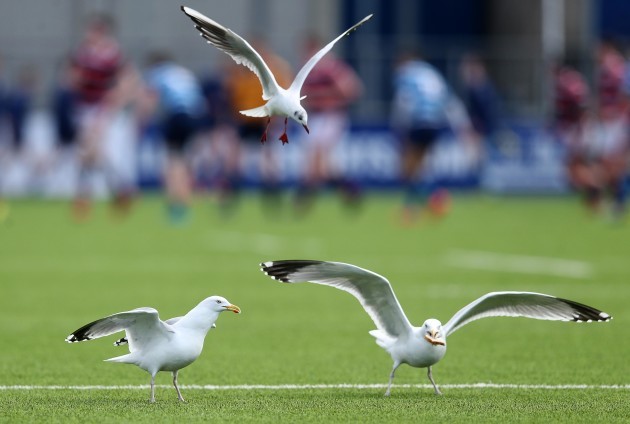 Seagulls on the pitch