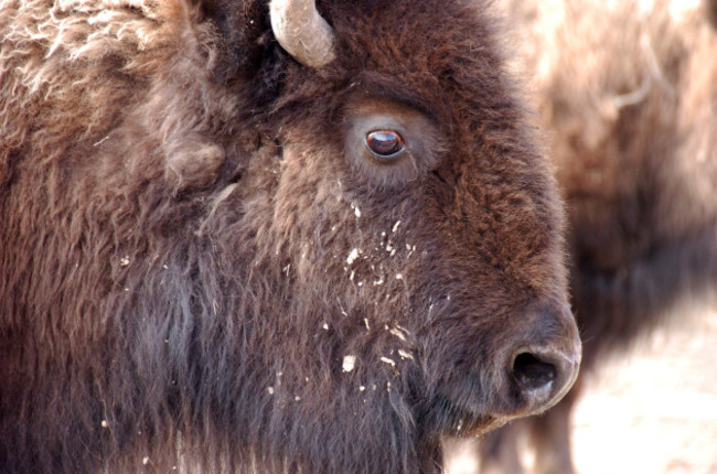 Yellowstone Bison Slaughter