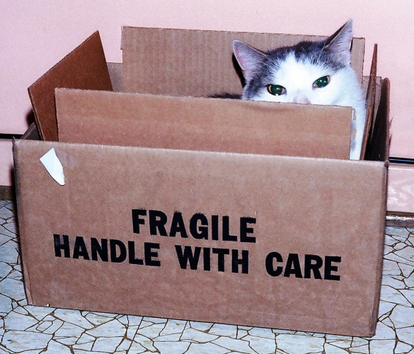 All Things Cats - Handle With Care