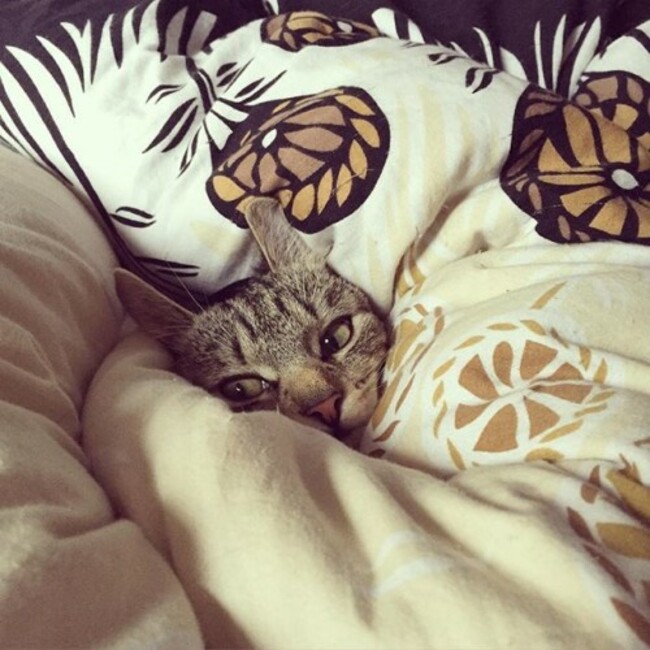 When you're being rolled into a purrito but you're not quite sure how to feel about it