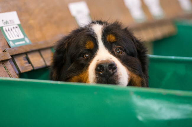 Crufts 2016