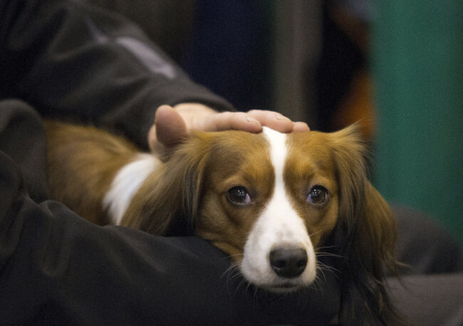 Crufts 2016