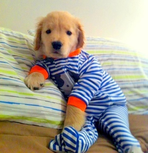 11.30.14-Puppies-in-Jammies1
