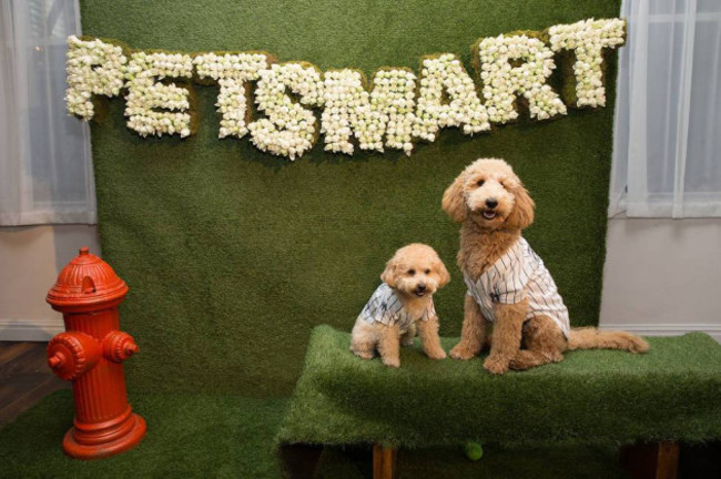 PetSmart's Let's Go Collection