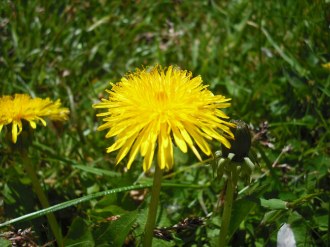 Dandelions