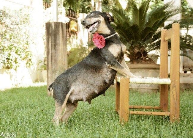 dogshoot