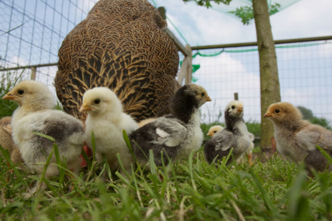 Chick 2013-05-20