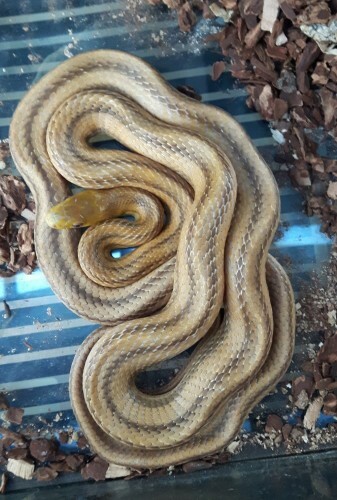 Five Foot Snake Falls Out Of Ceiling Onto Head Of Dublin House Owner