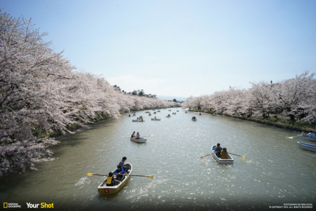 Japan's Cherry Blossom Festival