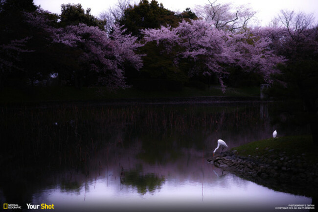 Sakura Reverie