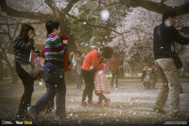 Sakura Blizzard