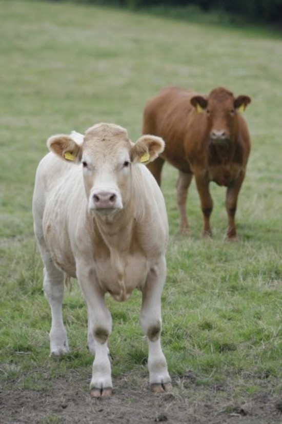 File Photo: A dairy cow has died on a farm in County Louth of suspected BSE (mad cow disease). A further test is needed to confirm the cow was infected. It is expected the second result will be known in a week. The last case of the disease in Ireland was