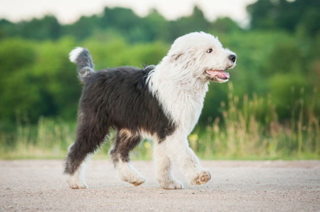 shutterstock_298710884