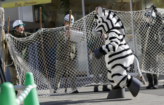 Japan Zoo Drill