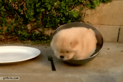 1366219721_puppy_cant_get_out_of_bowl