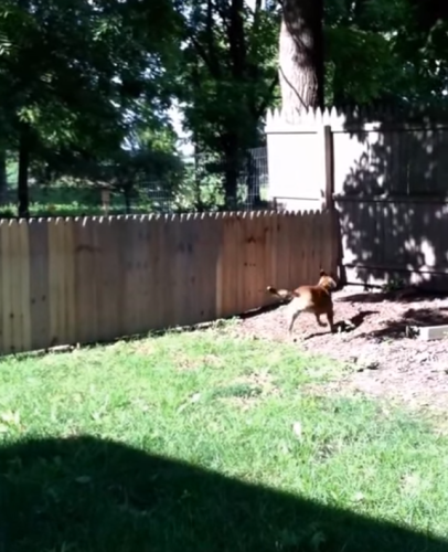 This man built a fence to keep his dog in the yard, but there's just one  problem...