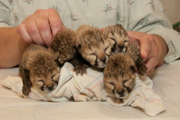 A dog has adopted five cheetah cubs who just lost their mother, and it's  adorable