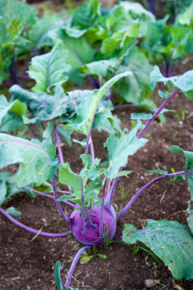 kohlrabi