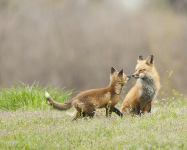 Fox Family