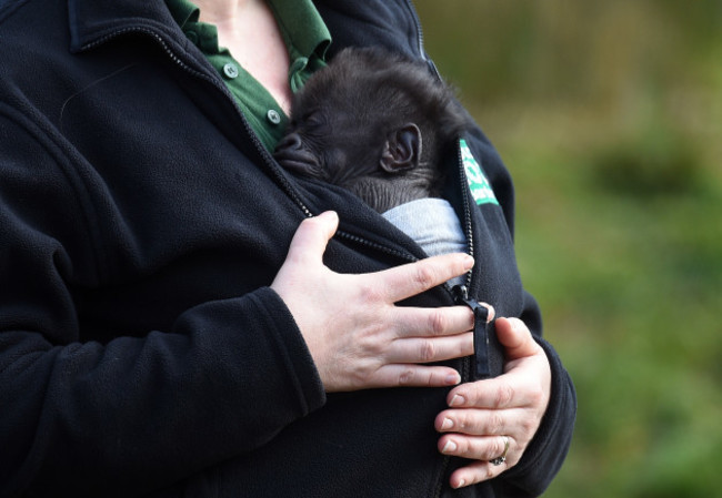 Baby gorilla born at Bristol Zoo