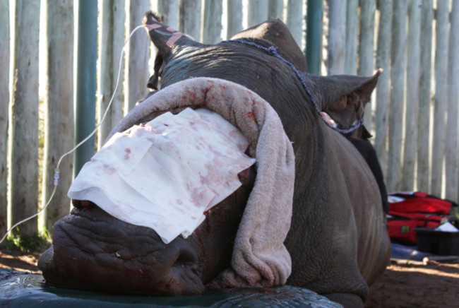 South Africa Rhino Survivor