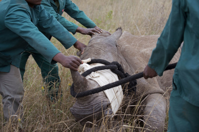 South Africa Rhinos