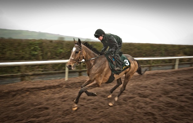 Don Poli on the gallops