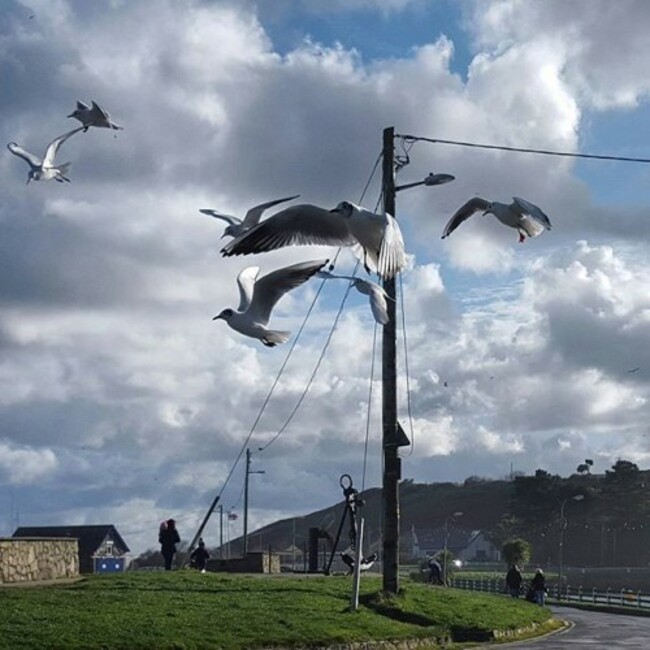 Went for a walk in Courtown and got this great photo, #courtown #courtownbeach #nature #birds